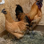 Фото №6 ия лакеданзи. Доставка