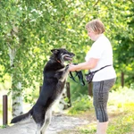 Фото №4 Овчарка в дар