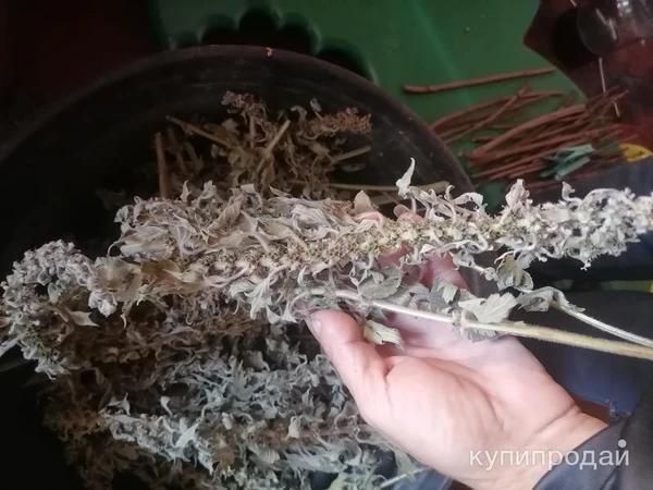 Фото Пустырник. Цена за 100 грамм.