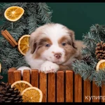 Фото №4 Мини аусси