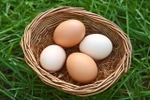 фото Яйцо куриное