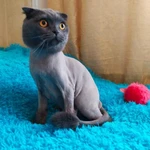 Фото №3 Стрижка кошек - гигиена животных