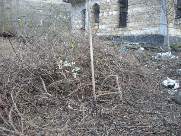 Фото Уборка поросли, измельчение в щепу, опилки