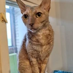 Фото №2 Муха, домашняя кошечка породы корниш-рекс ищет дом