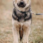 Фото №6 АЛМАЗ ищет ДОМ, 8 мес, 12кг, 30см в холке, Привит.