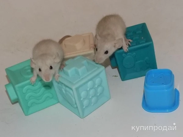 Фото Декоративные крысята сиам