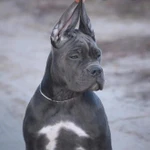 Фото №3 Щенки кане корсо от Чемпиона