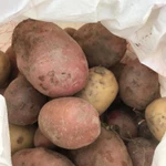 Фото №2 Продаю картофель