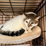 Фото №6 Смородинка - скромная кошечка ищет дом