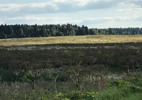 Фото Земля для дачного строительства в Можайском районе