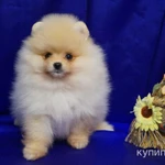 Фото №4 Щенок шпица- девочка