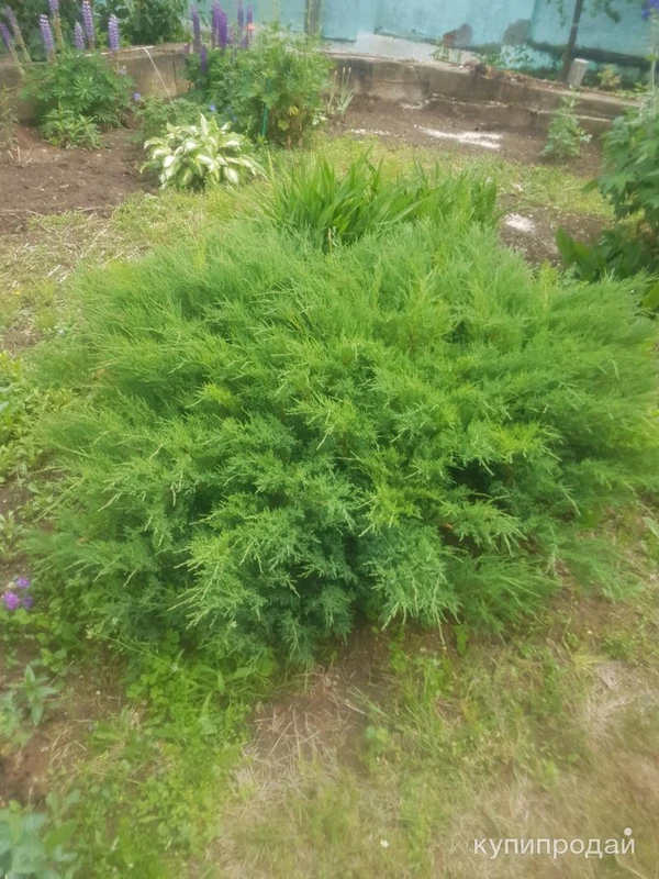 Фото Можжевельник из Канады для ландшафтного дизайна