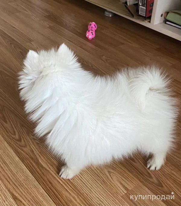 Фото Шпиц, японский шпиц (щенок)