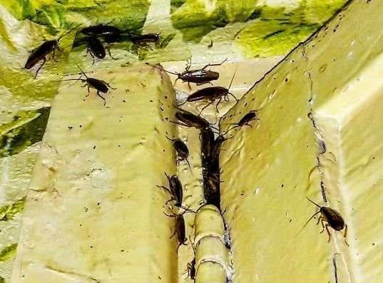 Фото Уничтожение клопов, уничтожение тараканов