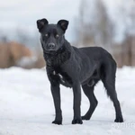 Фото №3 Обаятельный пёс Чарли в добрые руки