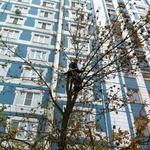 Фото №7 Спил деревьев любой сложности