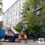 Фото №7 Вырубка деревьев,  спилим, обрежем