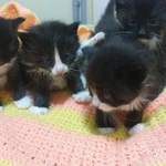 Фото №6 Котята в добрые руки