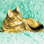 Фото №3 Молодой кoтик Maо в добрые руки