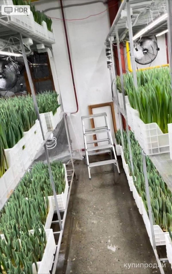 Фото Продам тюльпаны оптом