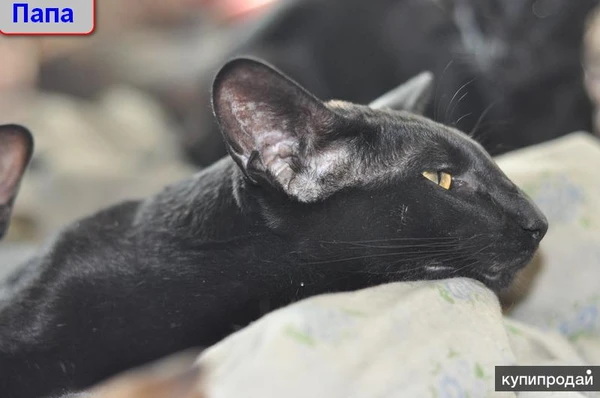 Фото Ориентальные котята