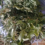 Фото №2 Ежевика сизая лесная. Цена за 100 грамм.