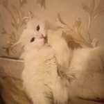 Фото №2 Вязка кошки. Нужен кот 