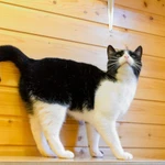 Фото №5 Чудесный котик Василий в добрые руки