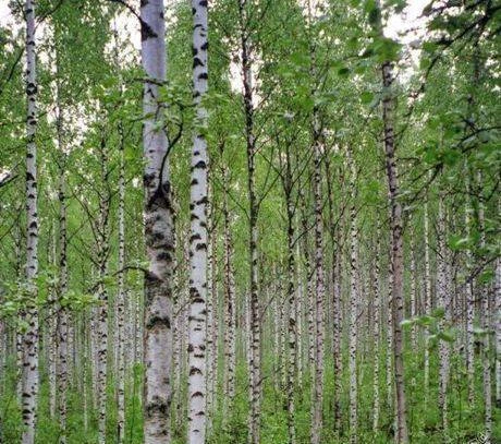 Фото Береза саженцы