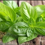 фото Базилик зелёный, лук перо, реган