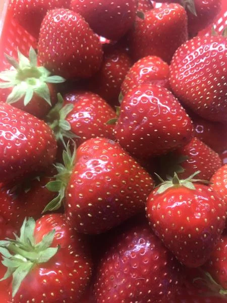 Фото Продам клубникк
