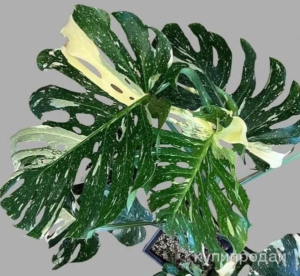 Фото Monstera Thai Constellation #1