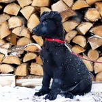 Фото №4 щенки немецкой овчарки