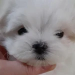 Фото №8 Роскошные девочки Мальтезе