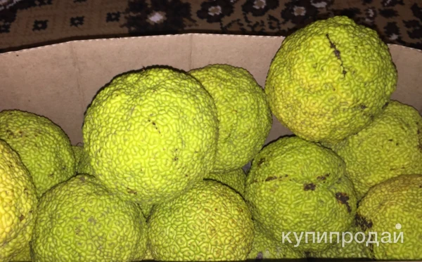 Фото маклюра (адамово яблоко)