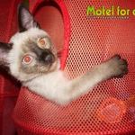 Фото №6 Гостиница для кошек,  грызунов,  птиц "Motel for cats" 