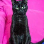 Фото №8 котенок в добрые руки