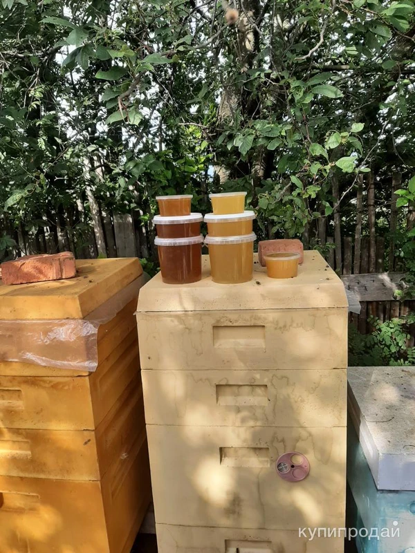 Фото Мёд из Удмуртии