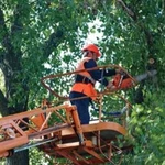 Спил деревьев.Расчистка участков. Аренда автовышки