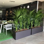 фото Озеленение офисов и помещений. Фитодизайн