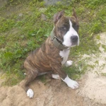 Фото №2 Купирование ушей Санкт-Петербург и Лен. Обл.