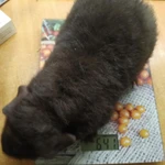 Фото №5 Морская свинка американский тедди