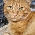 Фото №2 кошечка Злата