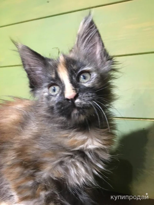 Фото Продам котят породы Мейн-кун