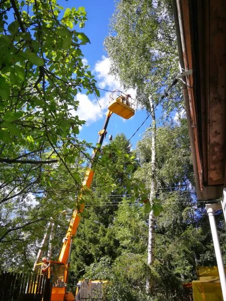 Фото Уборка любых деревьев по адекватным ценам