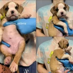 Фото №10 Американский булли, щенки xl, стандарт, классик