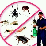 Профессиональное уничтожение насекомых