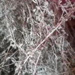 Фото №4 Горец Птичий. Цена за 100 грамм.