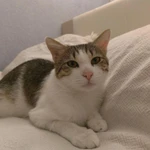 Фото №4 Ищет дом чудесный котик.