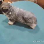 Фото №4 Щенки немецкой овчарки голубого окраса